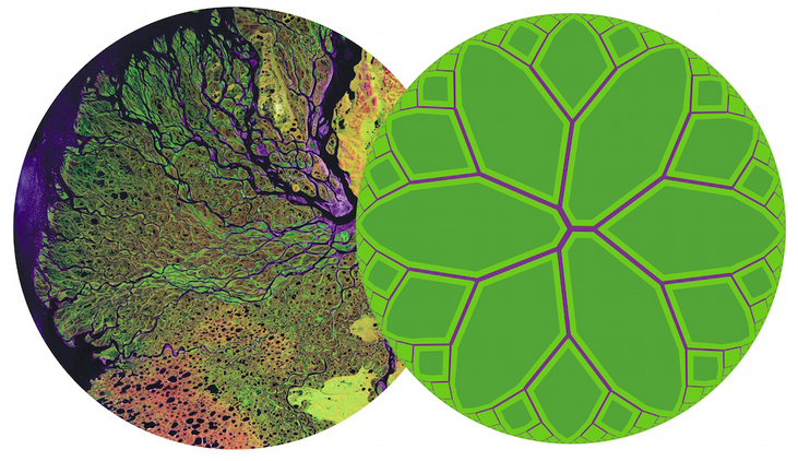 Tree-like architectures and a river delta